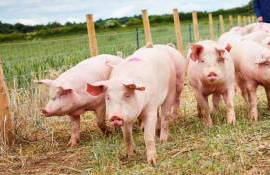 Китай признал систему зонирования АЧС в Испании: подписано соглашение - agroexpert.md