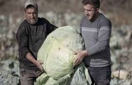Турецкие фермеры вырастили капусту весом 50 килограммов - agroexpert.md