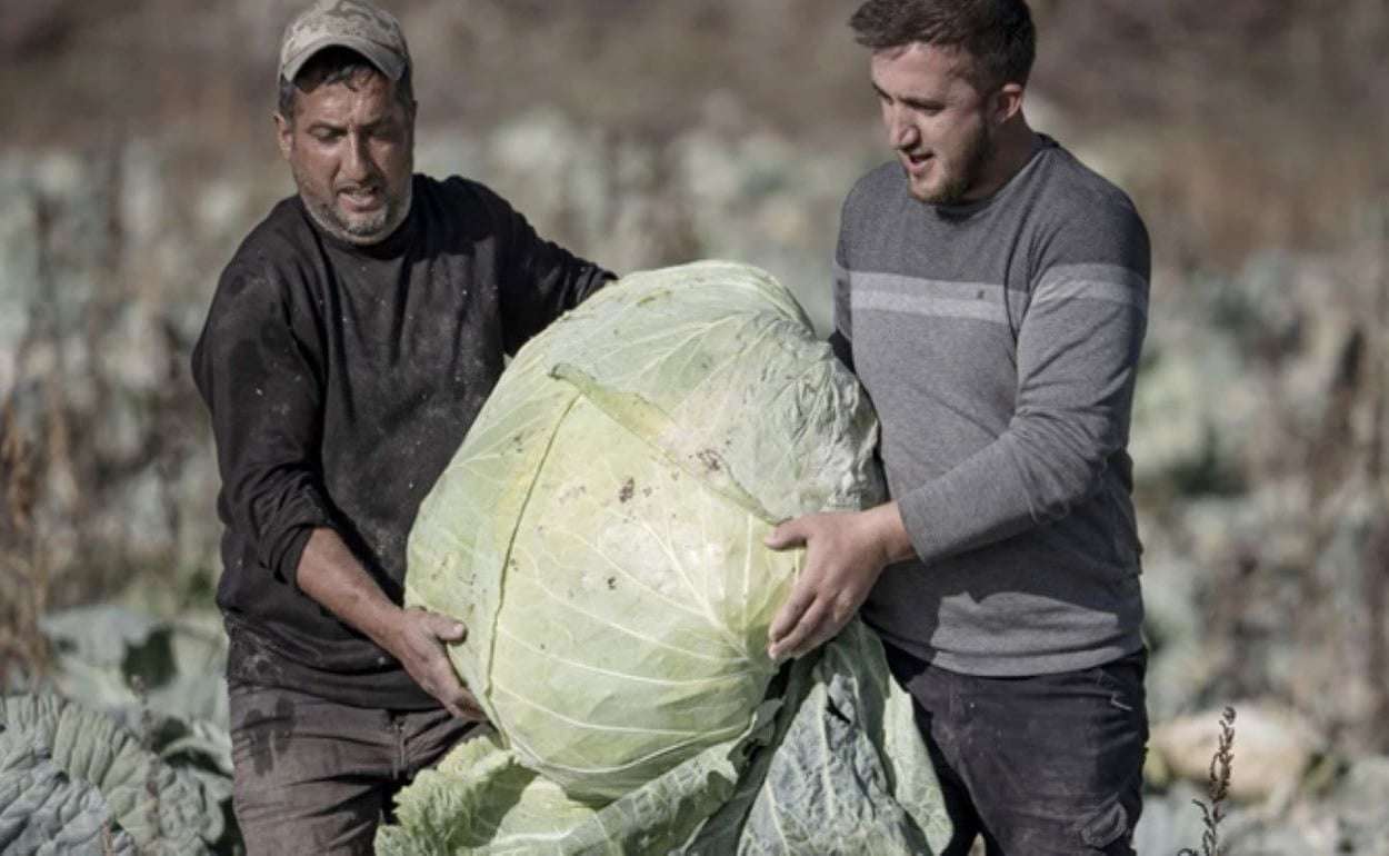 Турецкие фермеры вырастили капусту весом 50 килограммов - agroexpert.md