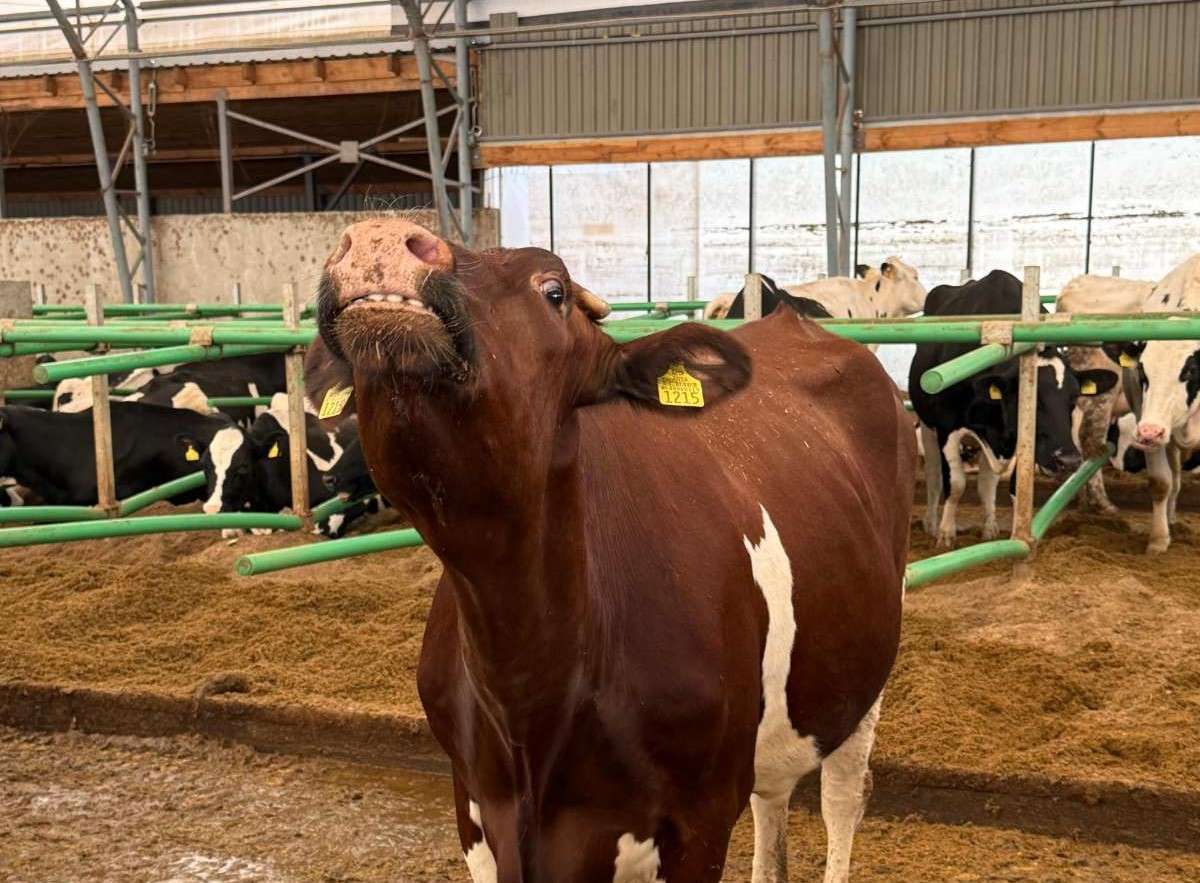 societate de ameliorare bovine-agroexpert.md