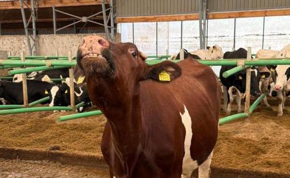 societate de ameliorare bovine-agroexpert.md