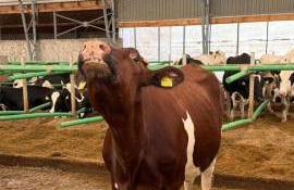  O veste bună pentru crescătorii de bovine