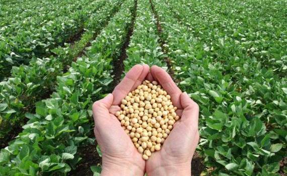 Soia, cultura care pierde teren - agroexpert.md