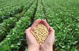 Soia, cultura care pierde teren: cum au ajuns importurile să dicteze ritmul industriei