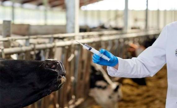 В Молдове внедрят систему цифрового контроля ветеринарных препаратов - agroexpert.md