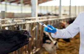 В Молдове внедрят систему цифрового контроля ветеринарных препаратов - agroexpert.md