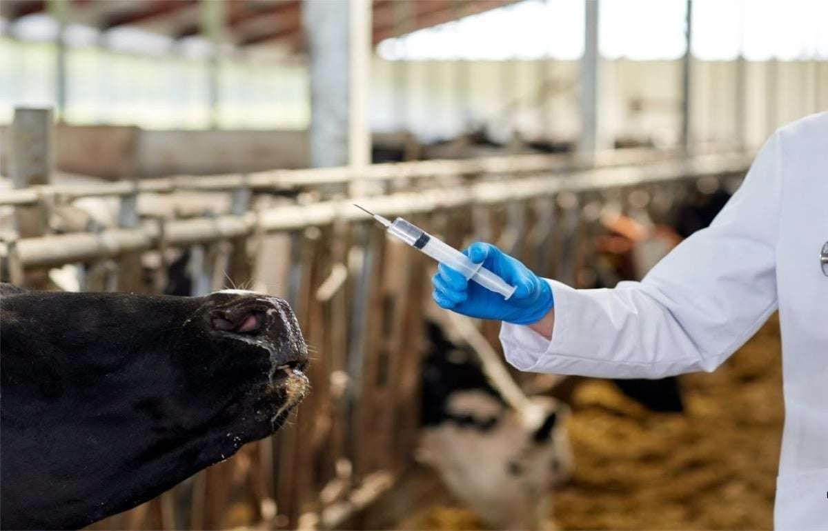 В Молдове внедрят систему цифрового контроля ветеринарных препаратов - agroexpert.md