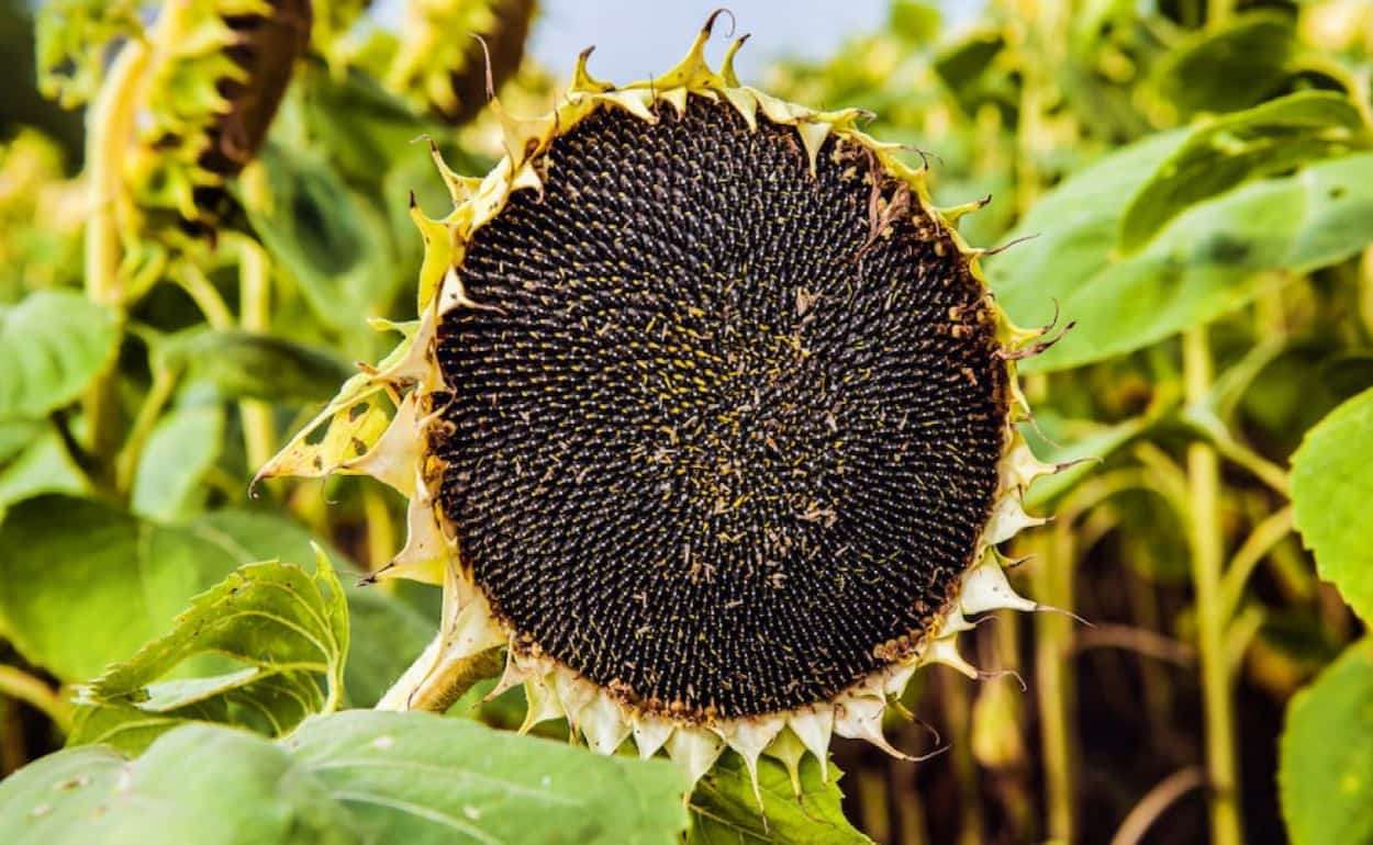 Подсолнечник — лидер по доходности сельхозкультур в Украине - agroexpert.md