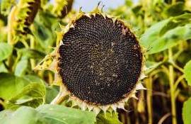 Подсолнечник — лидер по доходности сельхозкультур в Украине - agroexpert.md