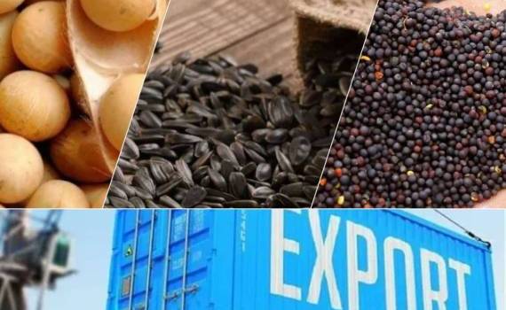 Экспорт масличных культур из Молдовы в октябре 2025 года: структура, цены - agroexpert.md 