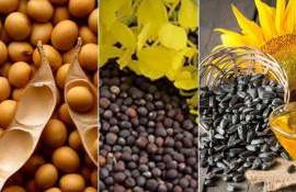 Производство масличных в мире снижено: прогноз USDA на 2025/26 МГ - agroexpert.md