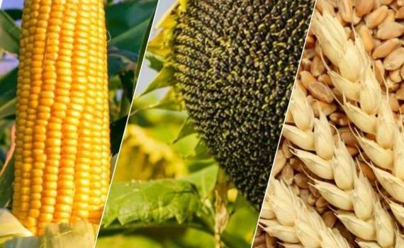 Высокий урожай, но дорогой гектар — как повысить прибыльность агробизнеса - agroexpert.md