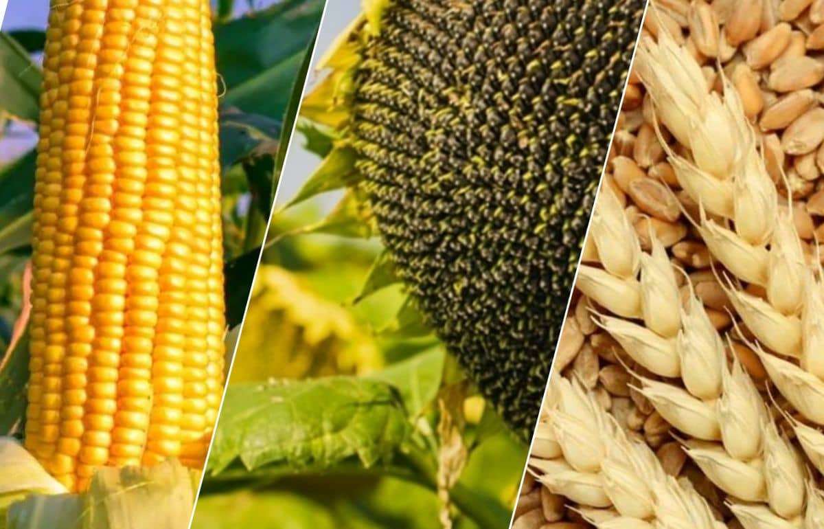 Высокий урожай, но дорогой гектар — как повысить прибыльность агробизнеса - agroexpert.md