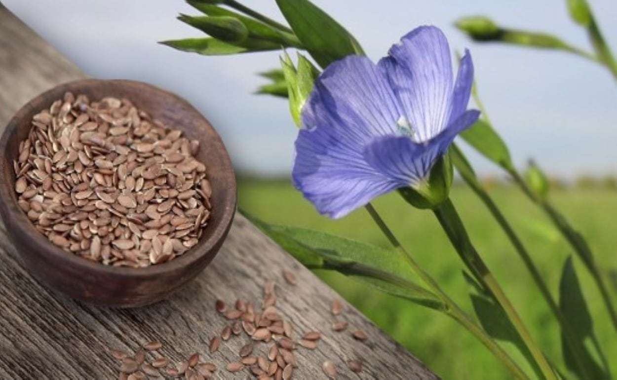 Лён-кудряш возвращается в структуру масличных культур Украины - agroexpert.md