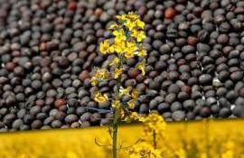 Exporturile de rapiță ating un nou maxim istoric în sezonul 2025–2026