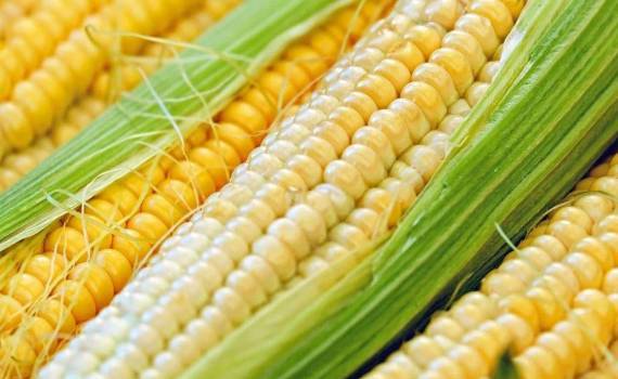 Китайская высокобелковая кукуруза — альтернатива импорту сои - agroexpert.md