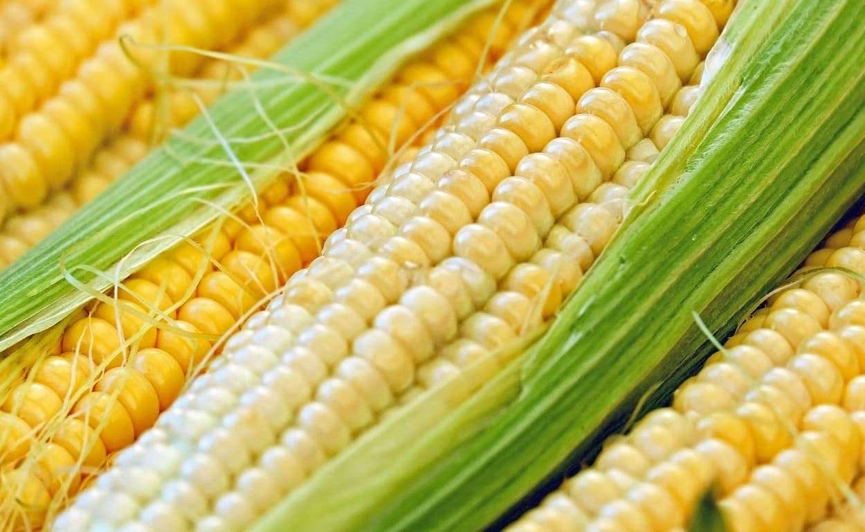 Китайская высокобелковая кукуруза — альтернатива импорту сои - agroexpert.md