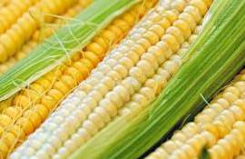Китайская высокобелковая кукуруза — альтернатива импорту сои - agroexpert.md
