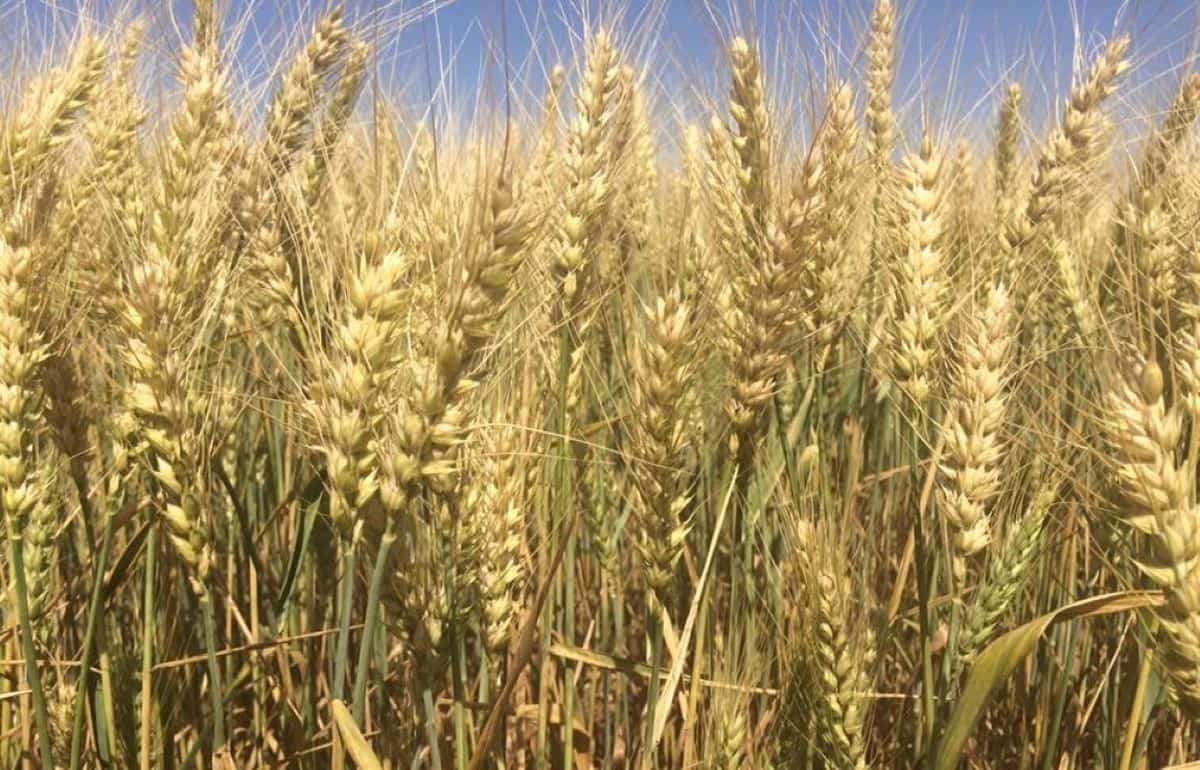 Старые сорта пшеницы охотно возделывают итальянские фермеры - agroexpert.md