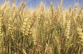 Старые сорта пшеницы охотно возделывают итальянские фермеры - agroexpert.md