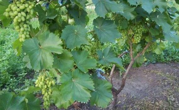 Разработана новая технология оздоровления почвы для посадки винограда - agroexpert.md