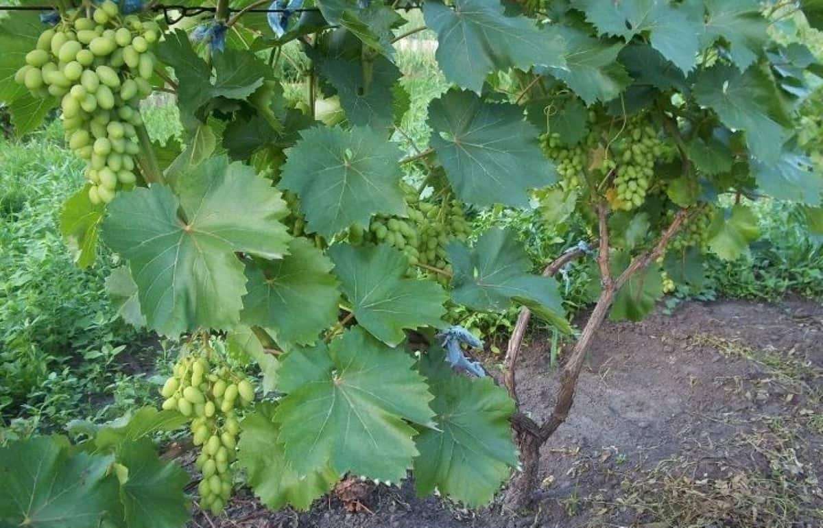 Разработана новая технология оздоровления почвы для посадки винограда - agroexpert.md