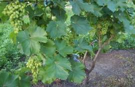 Разработана новая технология оздоровления почвы для посадки винограда - agroexpert.md