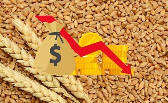 Мировой рынок зерна: пшеница, кукуруза и соя продолжают падение - agroexpert.md