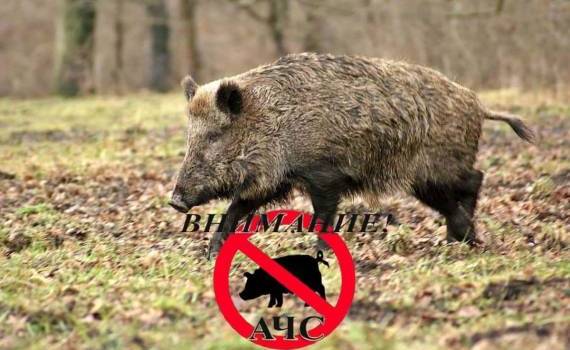 В районе Яловень введена зона наблюдения из-за африканской чумы свиней - agroexpert.md