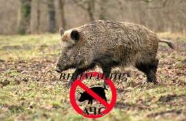 В районе Яловень введена зона наблюдения из-за африканской чумы свиней - agroexpert.md