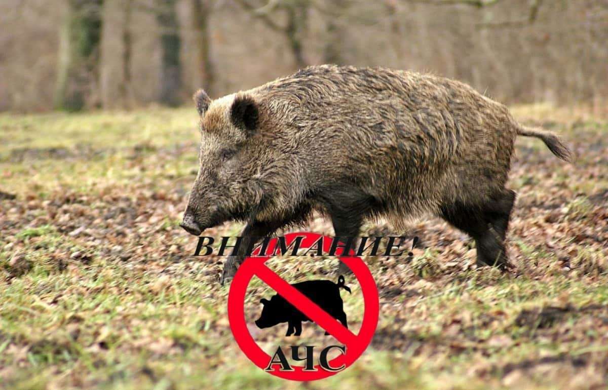 В районе Яловень введена зона наблюдения из-за африканской чумы свиней - agroexpert.md