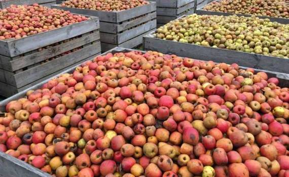 Непогода сказалась на качестве яблок: остаток урожая — на переработку - agroexpert.md