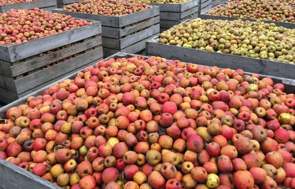 Непогода сказалась на качестве яблок: остаток урожая — на переработку - agroexpert.md