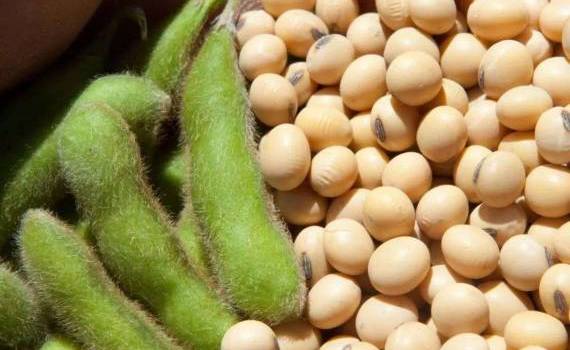 Резкий рост цен на сою в Украине: как долго продлится тенденция? - agroexpert.md