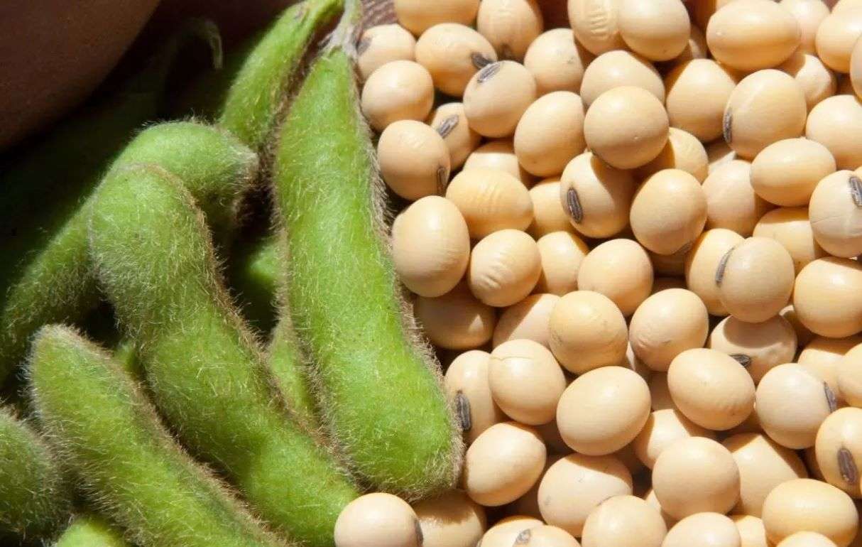 Резкий рост цен на сою в Украине: как долго продлится тенденция? - agroexpert.md