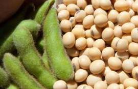 Резкий рост цен на сою в Украине: как долго продлится тенденция? - agroexpert.md