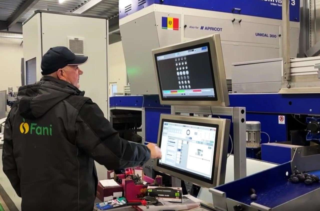 linii de sortarea prunelor pentru export - AGROEXPERT.MD