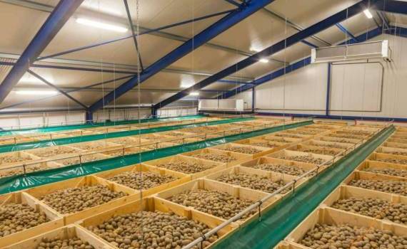Польский картофель завоевывает рынок: Украина, Румыния и Молдова в топ-3 - agroexpert.md