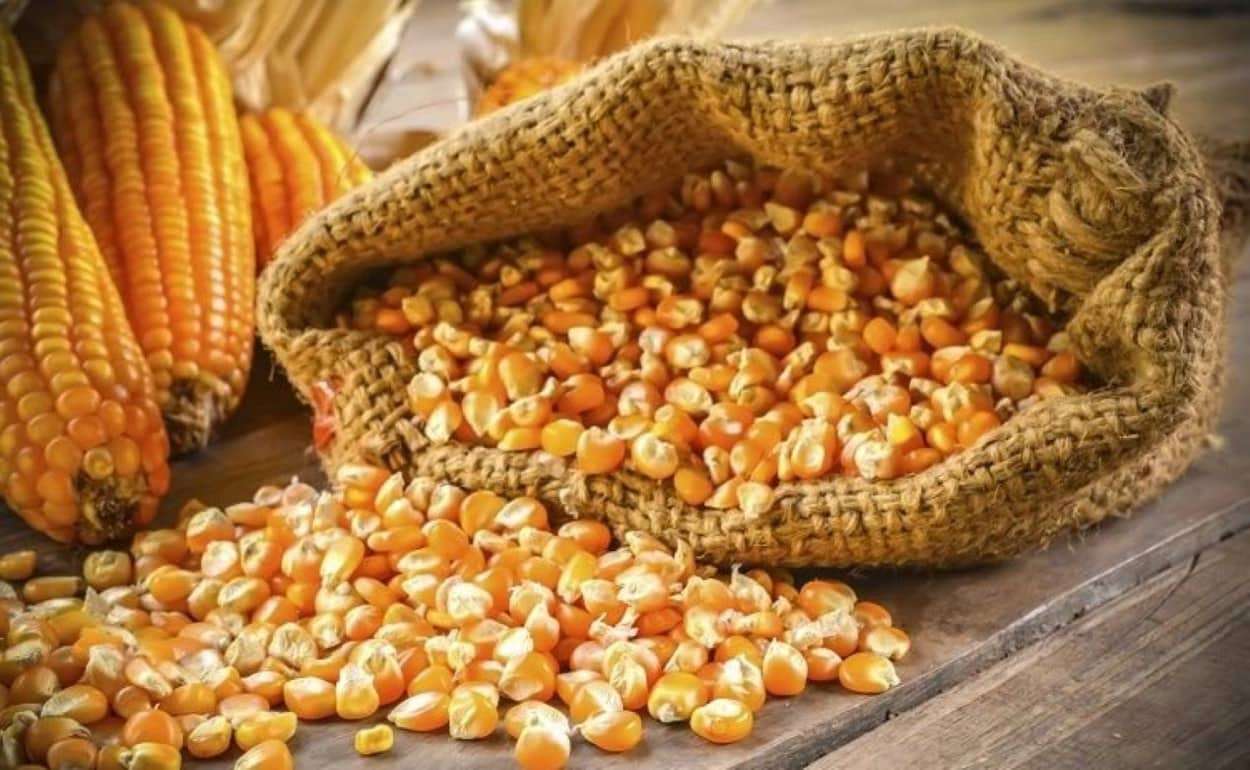 Почему украинская кукуруза дорожает при избытке на глобальном рынке - agroexpert.md
