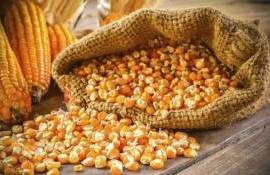 Почему украинская кукуруза дорожает при избытке на глобальном рынке - agroexpert.md
