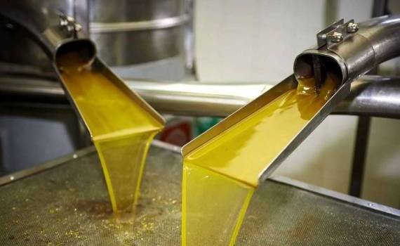 Подсолнечник с повышенной кислотностью идет в переработку в Украине - agroexpert.md