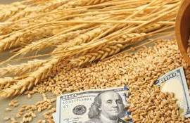 Пшеничный рынок: падение цен в США на 4,2%, стабильность в Украине - agroexpert.md