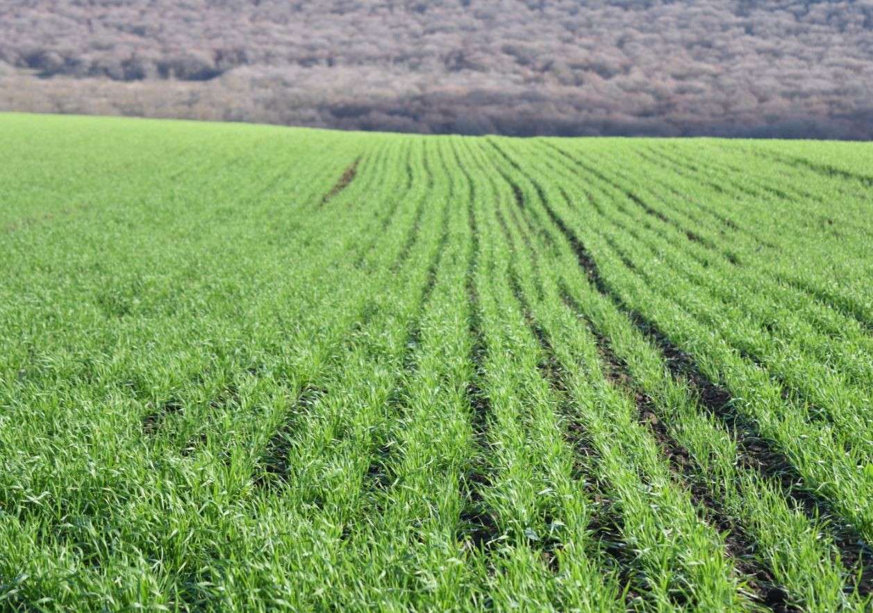 Griu de toamnă - Agroexpert.md