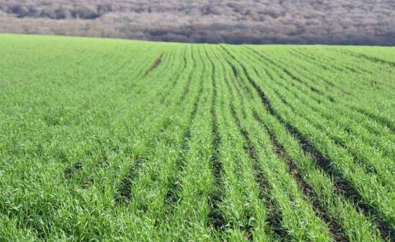 Griu de toamnă - Agroexpert.md