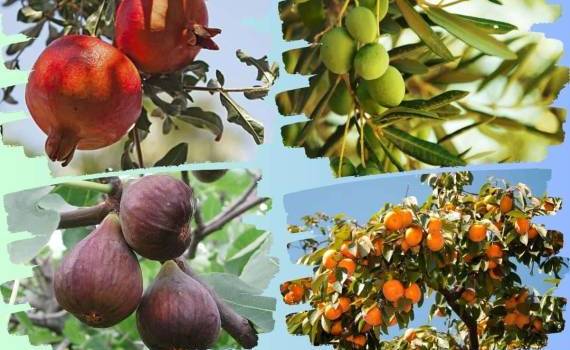 Юг Молдовы тестирует экзотические культуры: стартует новый проект - agroexpert.md