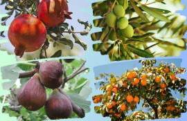 Юг Молдовы тестирует экзотические культуры: стартует новый проект - agroexpert.md