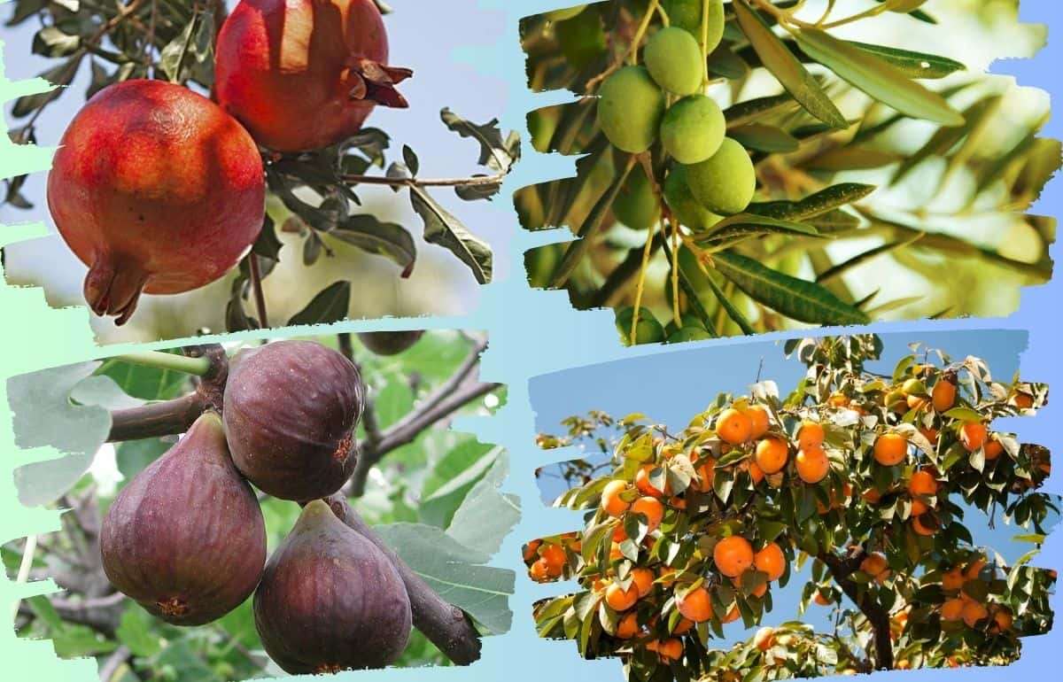 Юг Молдовы тестирует экзотические культуры: стартует новый проект - agroexpert.md