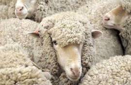 Как молодой фермер из Чимишлии превратил овцеводство в успешный бизнес - agroexpert.md