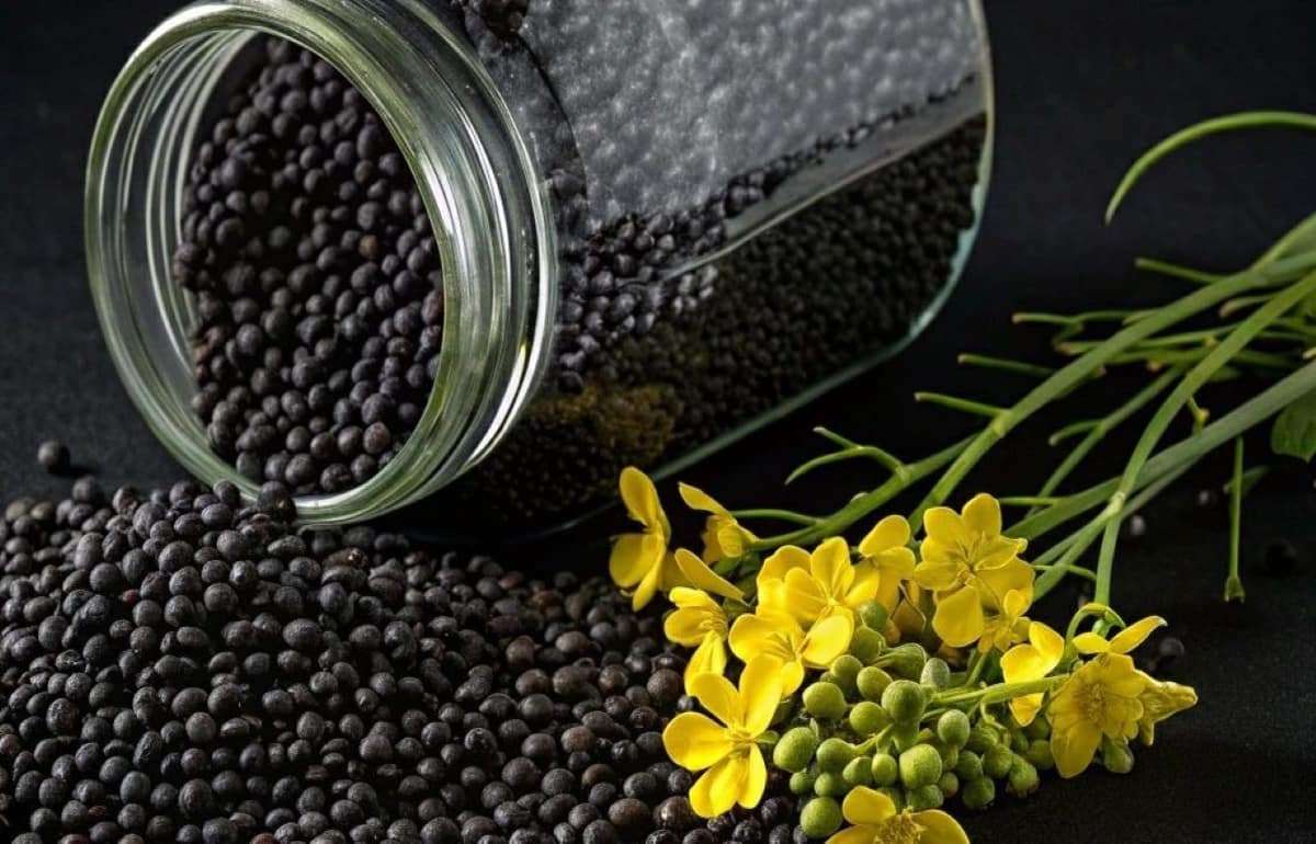 В 2025 году в странах ЕС был зафиксирован рекордный урожай рапса - agroexpert.md