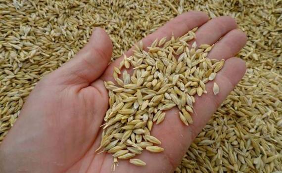 Ячмень: Глобальный дефицит против региональных успехов - agroexpert.md